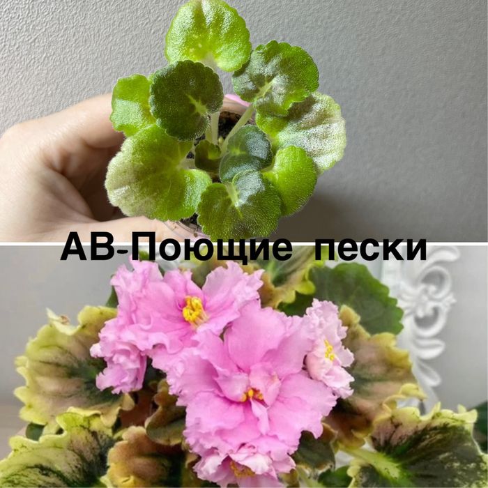 Продам  сортовые фиалки