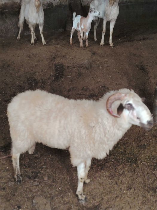 Vind berbec pt protap sau taiere