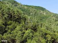 240 Hectare Pădure Valea Oltului Resurse Naturale Potențial Turistic