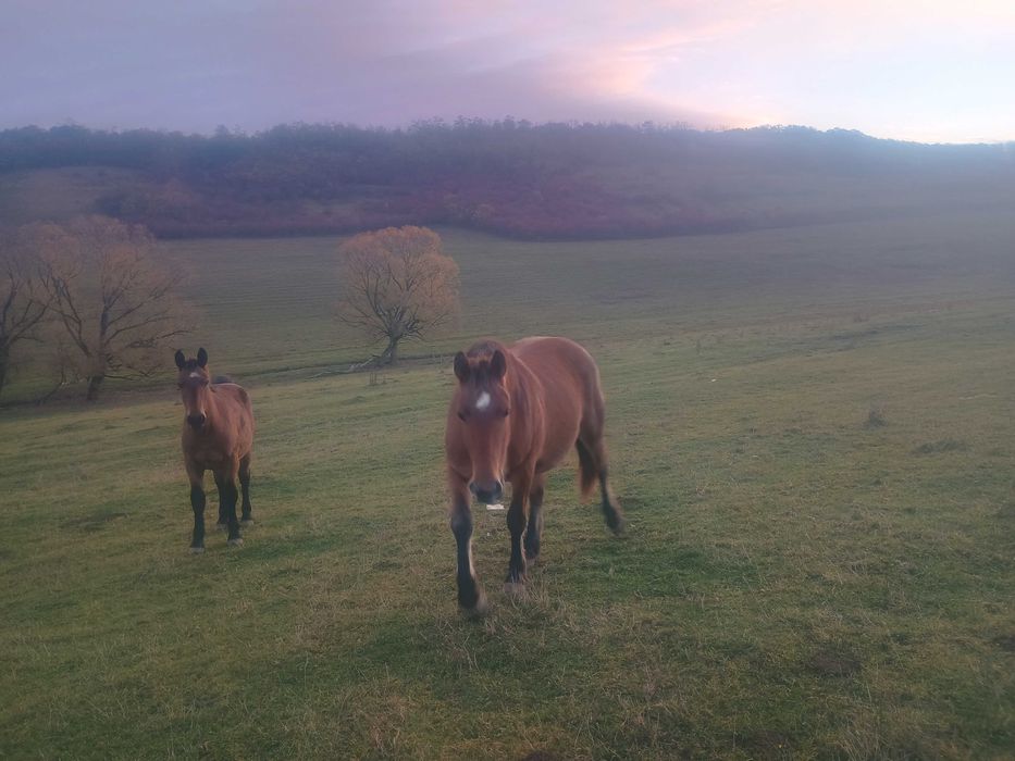 Cai de vânzare ( herghelie)