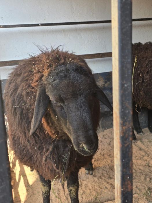 Қой. Қошқар. Буаз қой