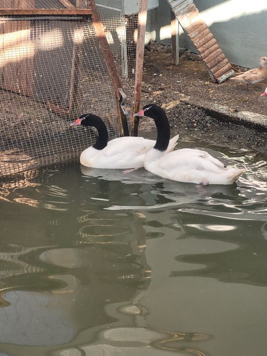 Vand lebede cu gat negru