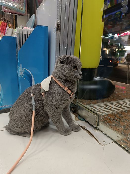 Вислоухая шодландская кошка