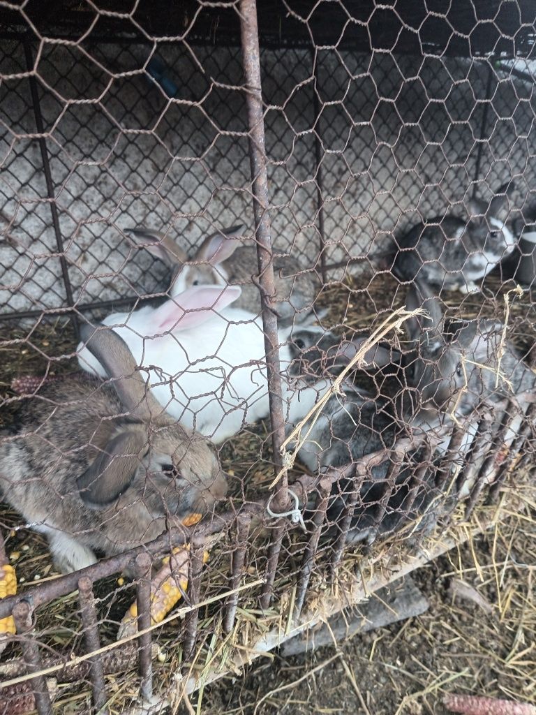 Vând 7 iepurași 50 lei bucata