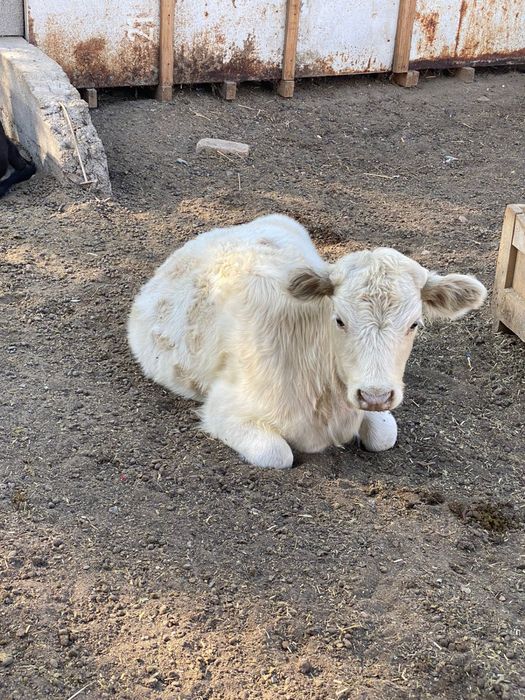 Телёнок / бұзау