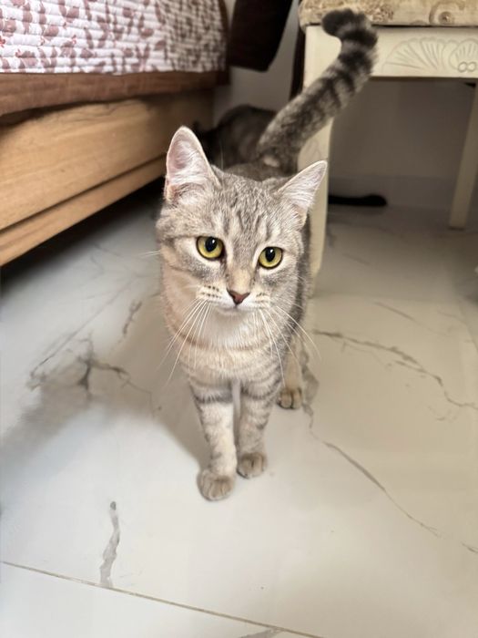 Кошка ищет дом Алматы