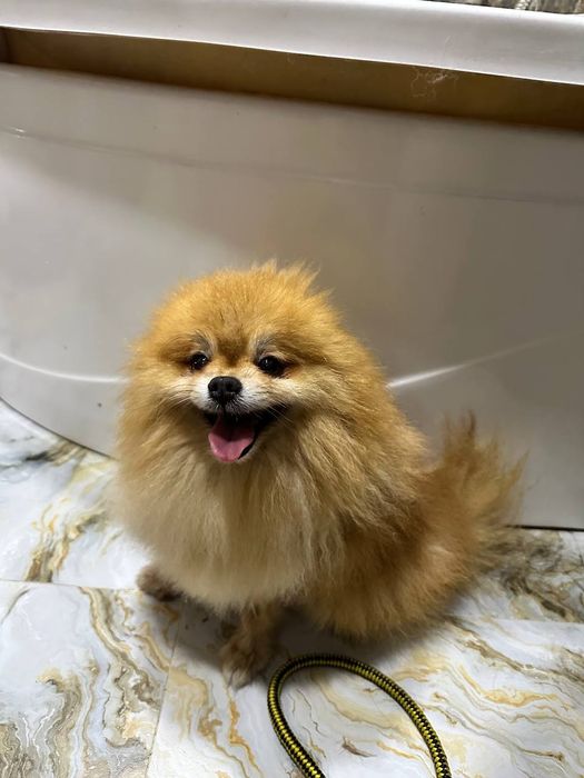 ШПИЦУЛИ красатули