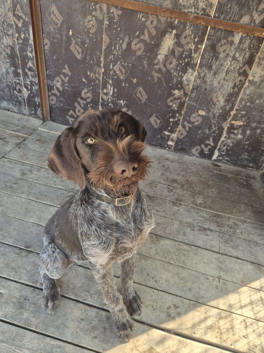 Продается крупный кабель дратхаара 9месяцев. 8 778/529/37/82 в/п срочн