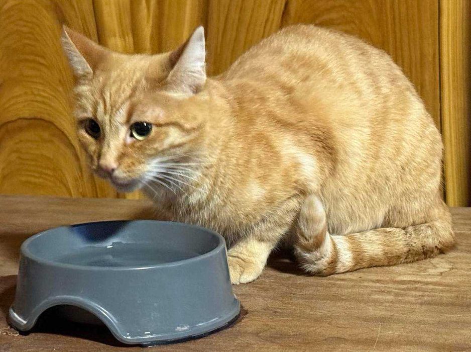 Подарявам две красиви котки