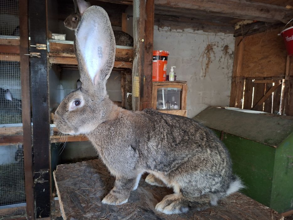 Iepuri uriaș german gri