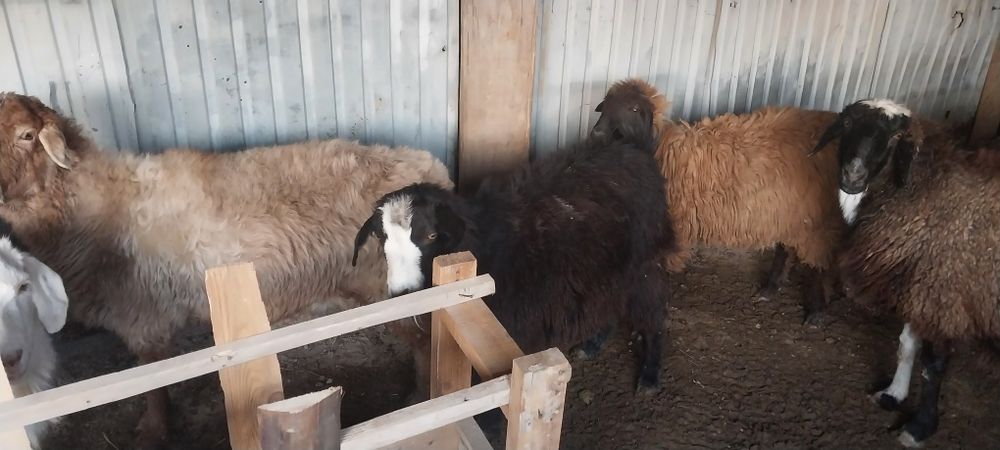 Қой, ешкілер сатылады.