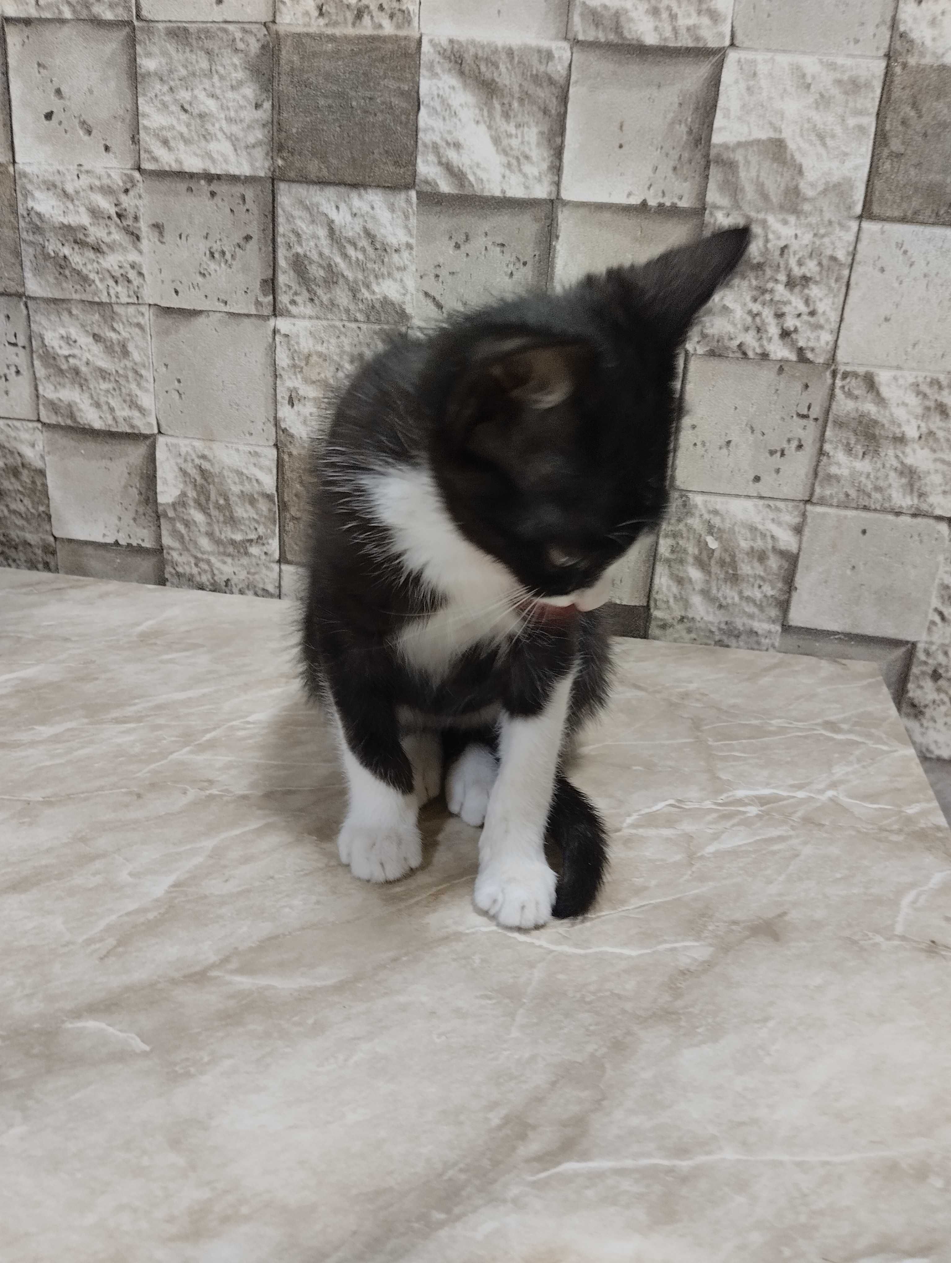 Котёнок мальчик в семью!