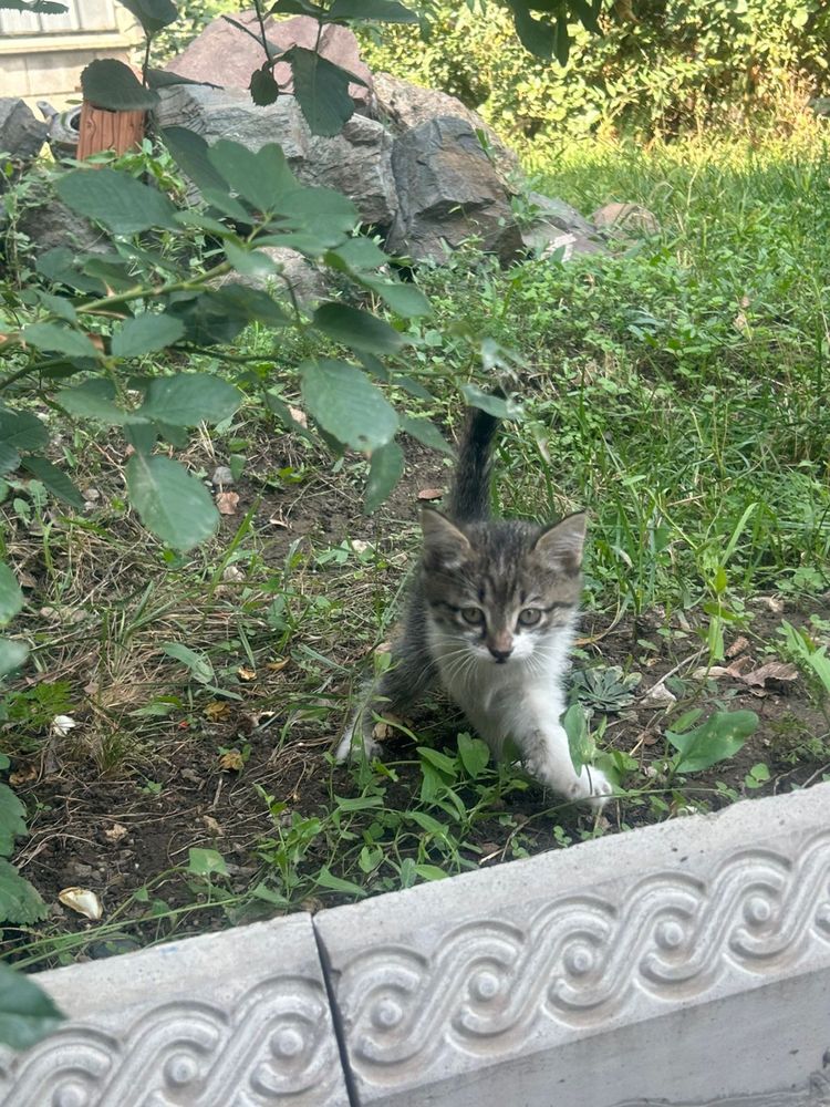 Котята в добрые руки