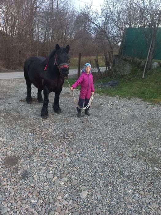 Vănd mănz de opt luni  !