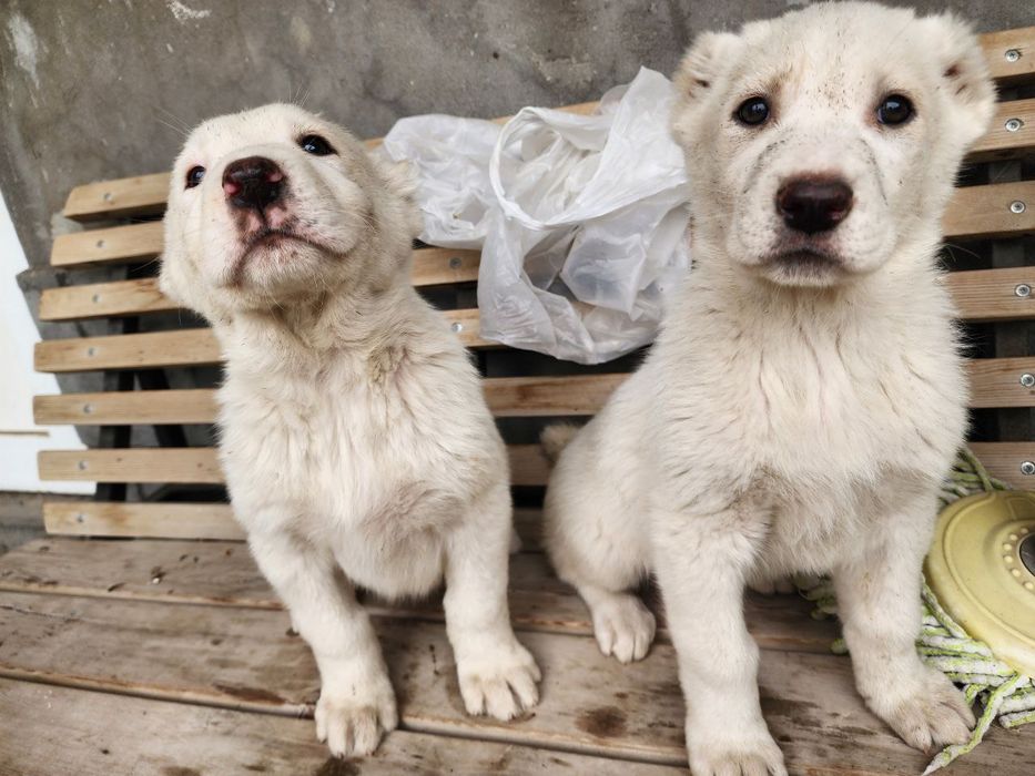щенки алабая. белые.