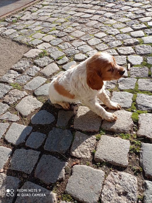 Продавам Бретон шпаньол