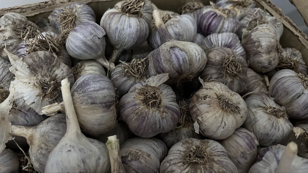 продам чеснок домашний