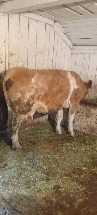 Vând vaca gestanta în a doua luna