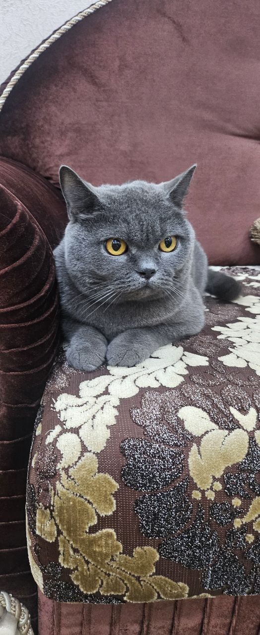 Британской котя чисто