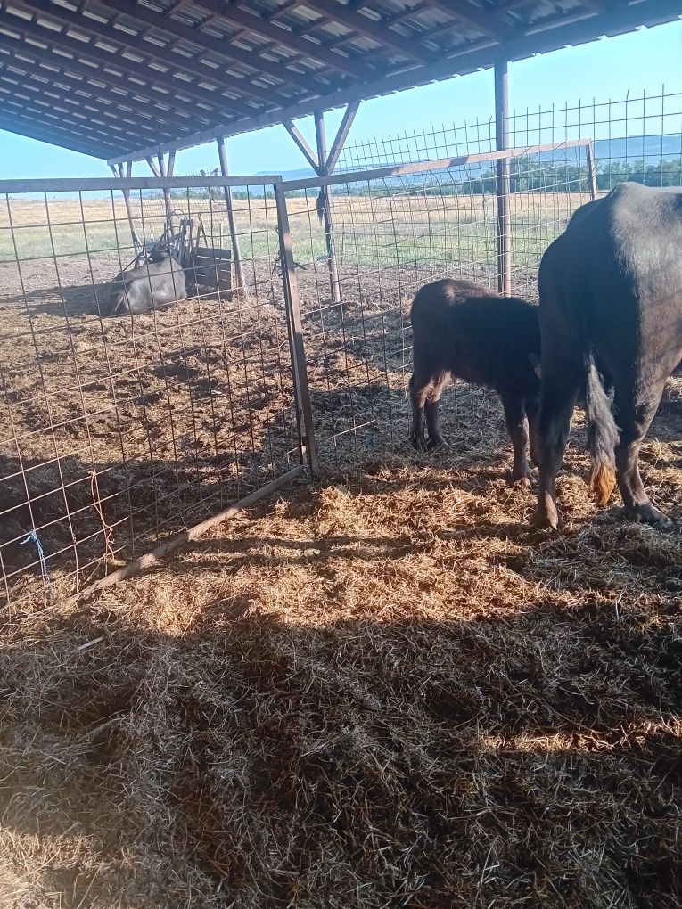 Bivolite tinere fatate cu 2 vitele