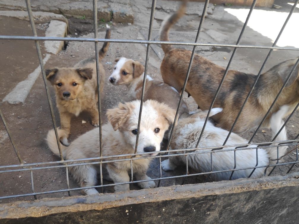 4 cățeluși de talie mica spre adopție