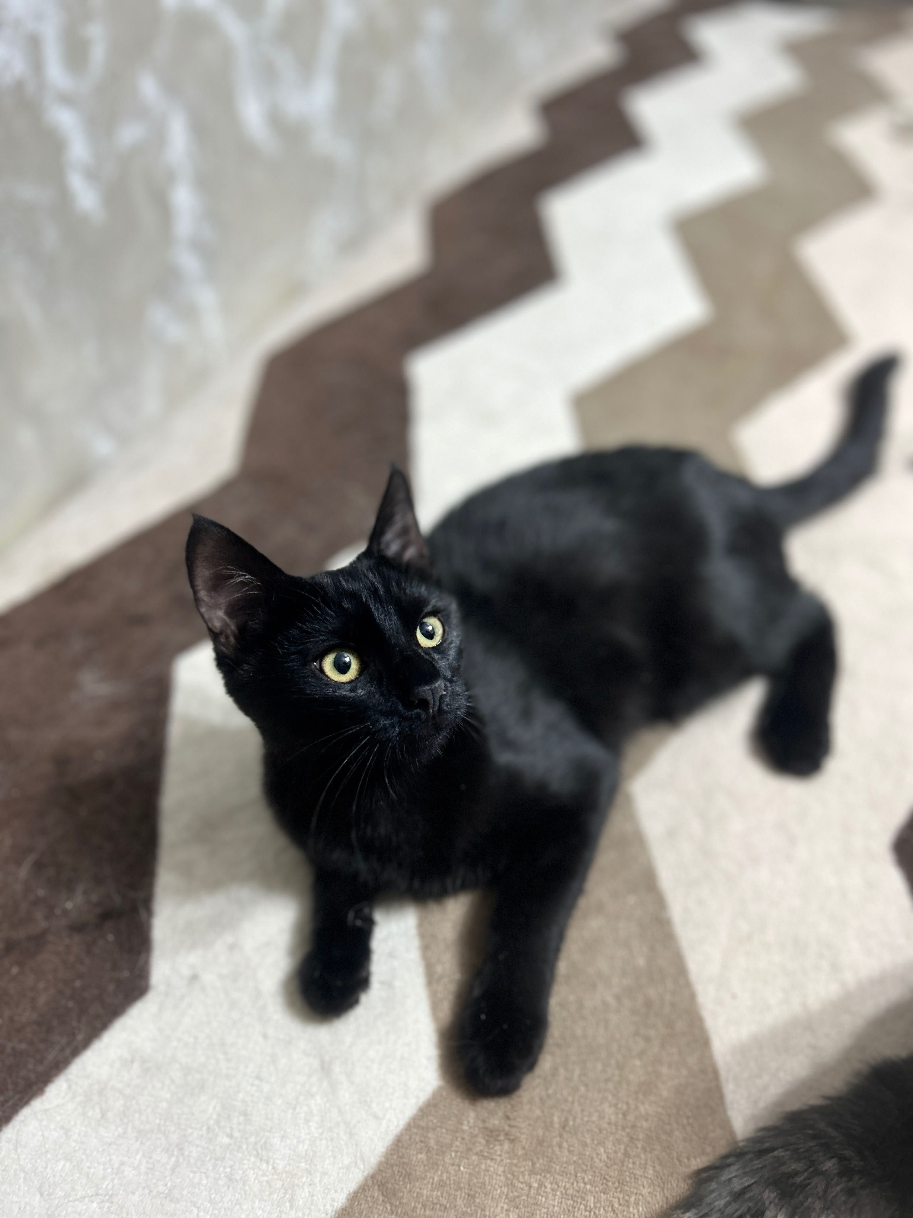 Отдаю котяток в добрые руки !