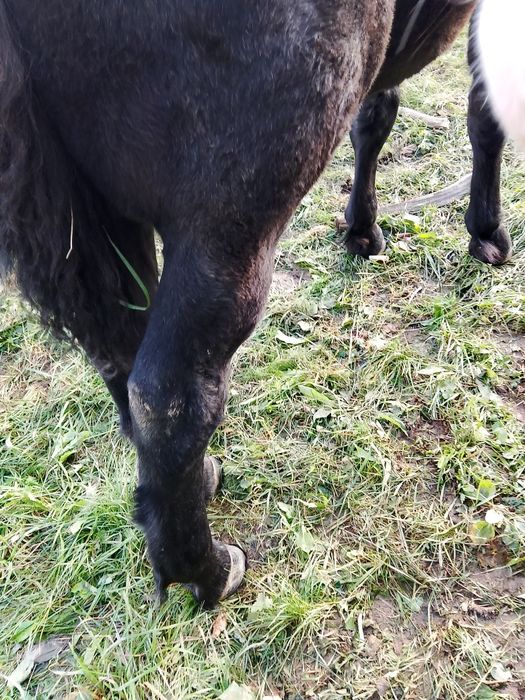 Un mânz de șase luni