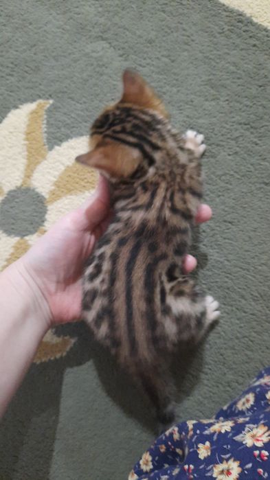 Продам бенгальского котенка