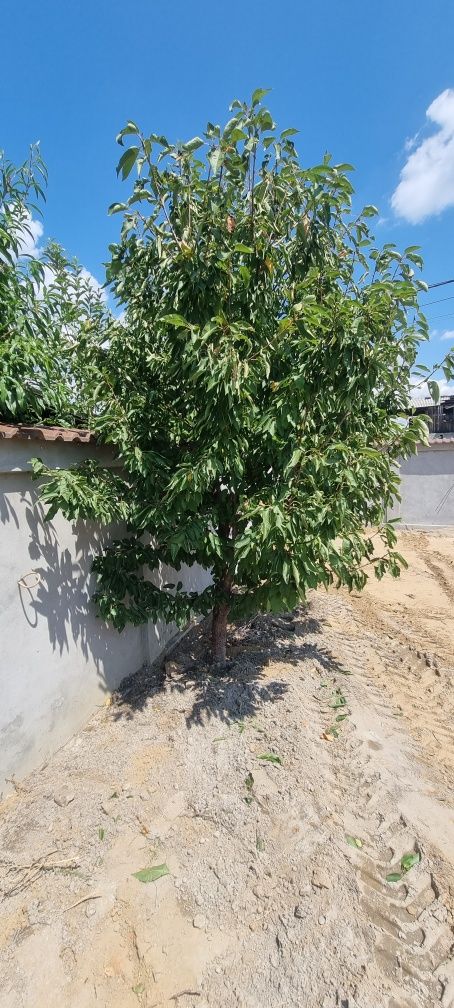 Vând teren/ loc pentru casa, Autorizatie Puţ Emisă, 500mp intravilan,