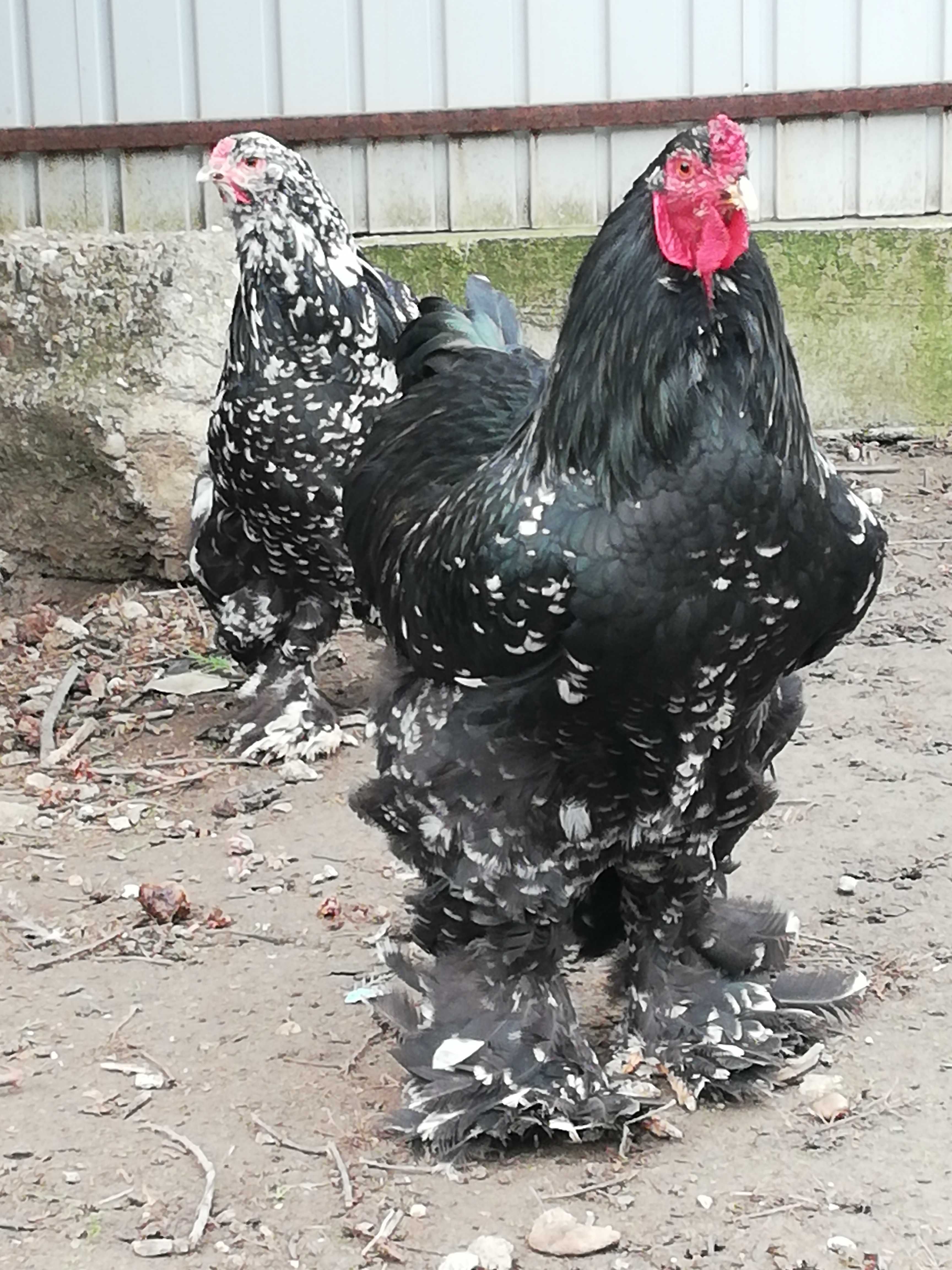 Vind găini brahma Negru Bobat tineret.