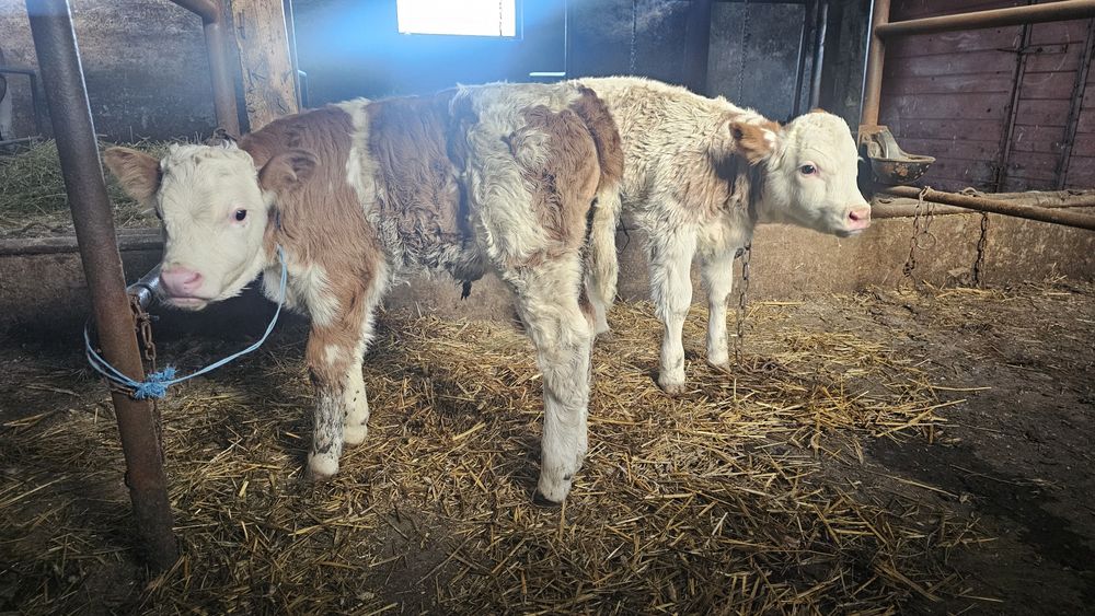 Vitei Vitel vitea  Tauras -Baltata Românească de lapte