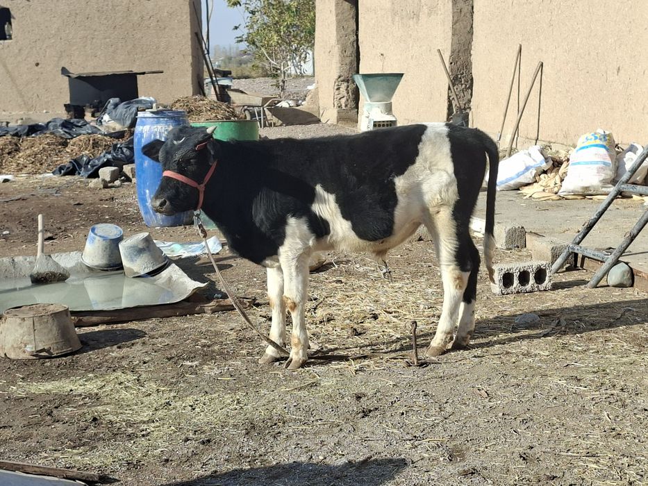 2 бузо сотилади коттаси 11 ойли кичкинаси 5 ойли