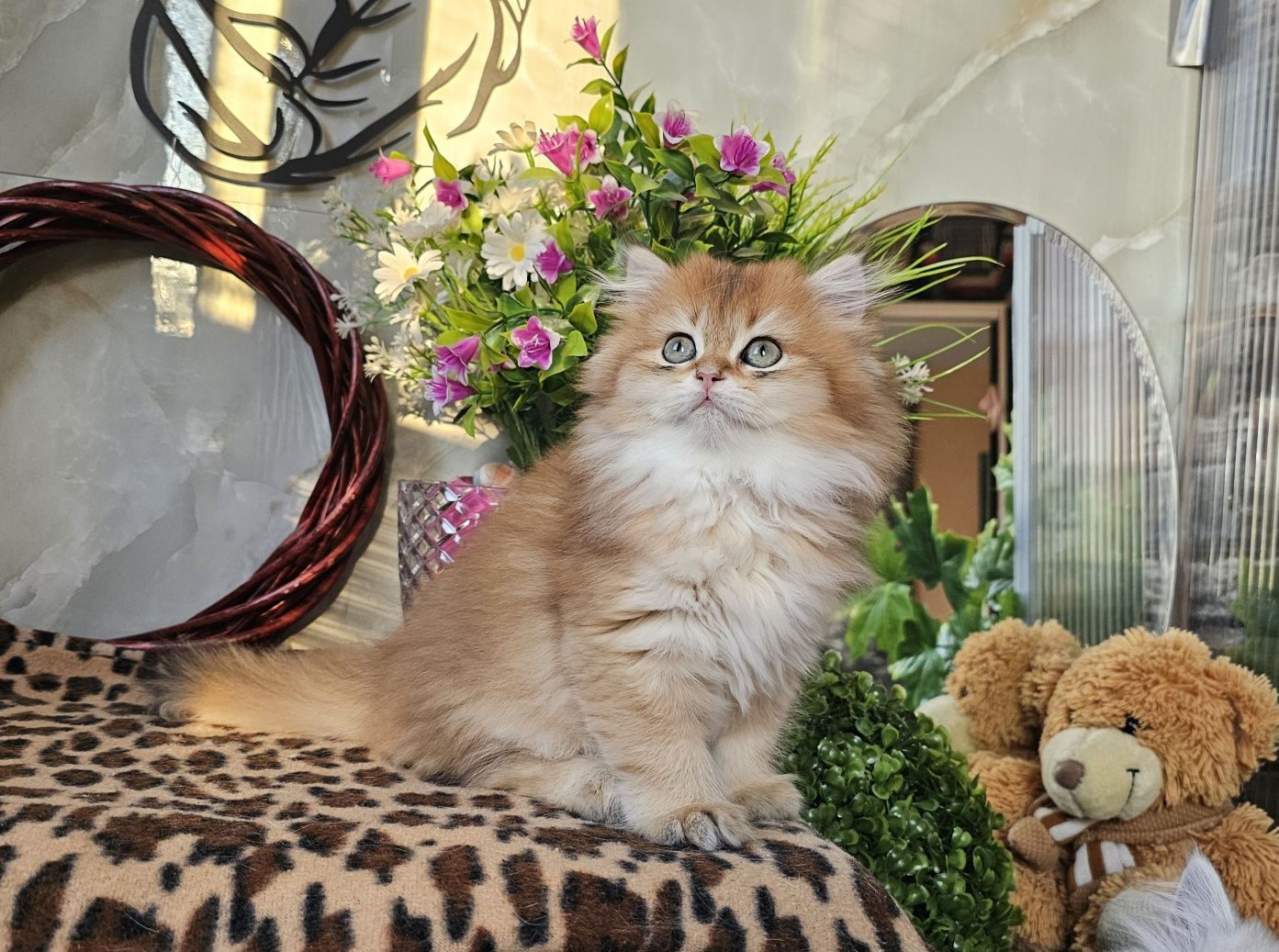 Британски дългокосмести котенца