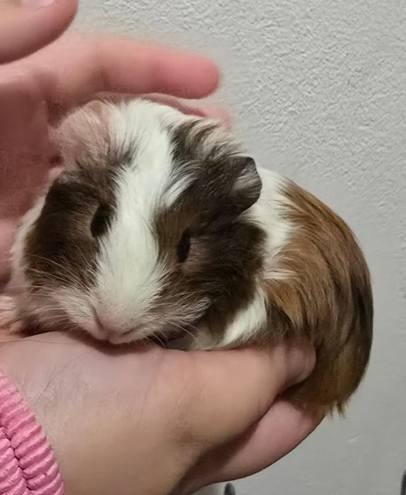 Porcusori de guineea