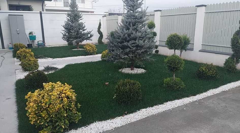 Gazon natural dens și uniform pentru curți de vis