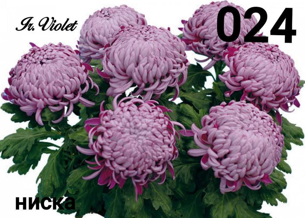 Хризантеми -7лв.бр.