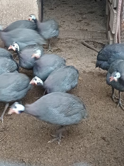 Bibilici de vânzare, preț 100 lei/bucata