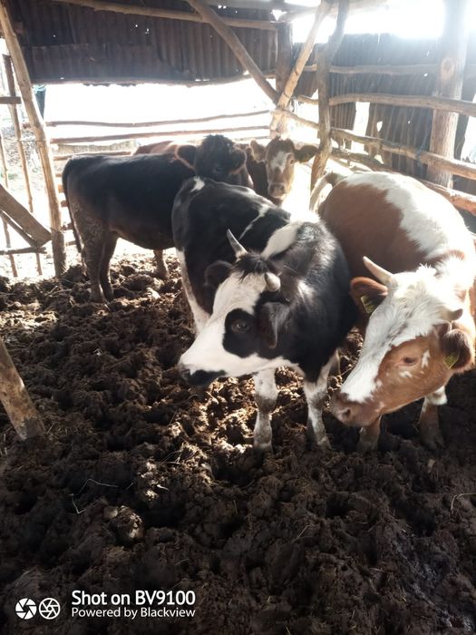 Vaca și jurinci la vânzare