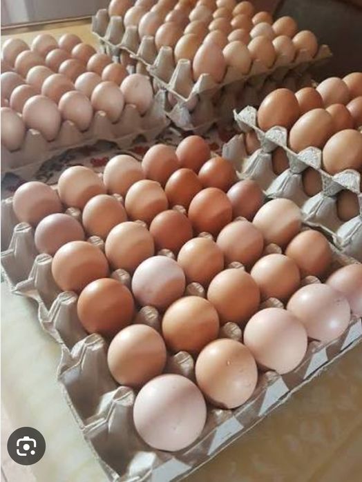 Vând ouă de găină