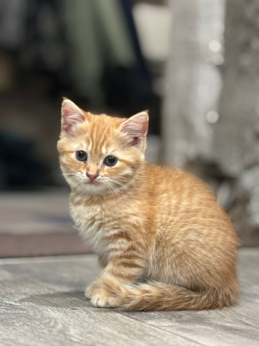 Отдам кошечку 2 месяца