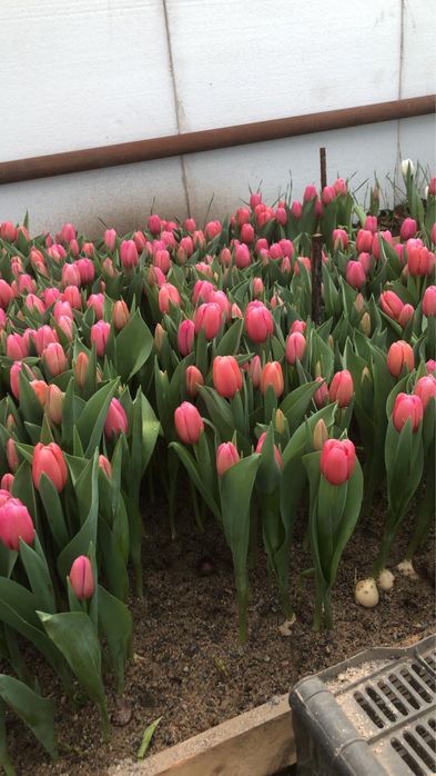 Цветы тюльпаны актау