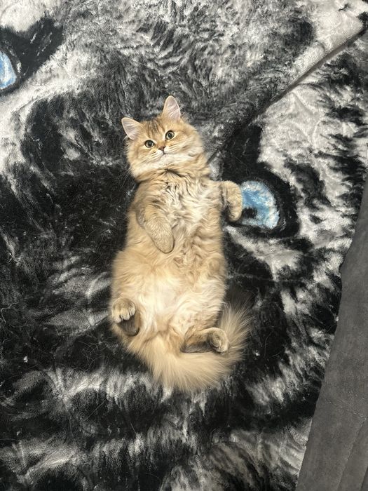 Котенок шиншилла девочка, срочно