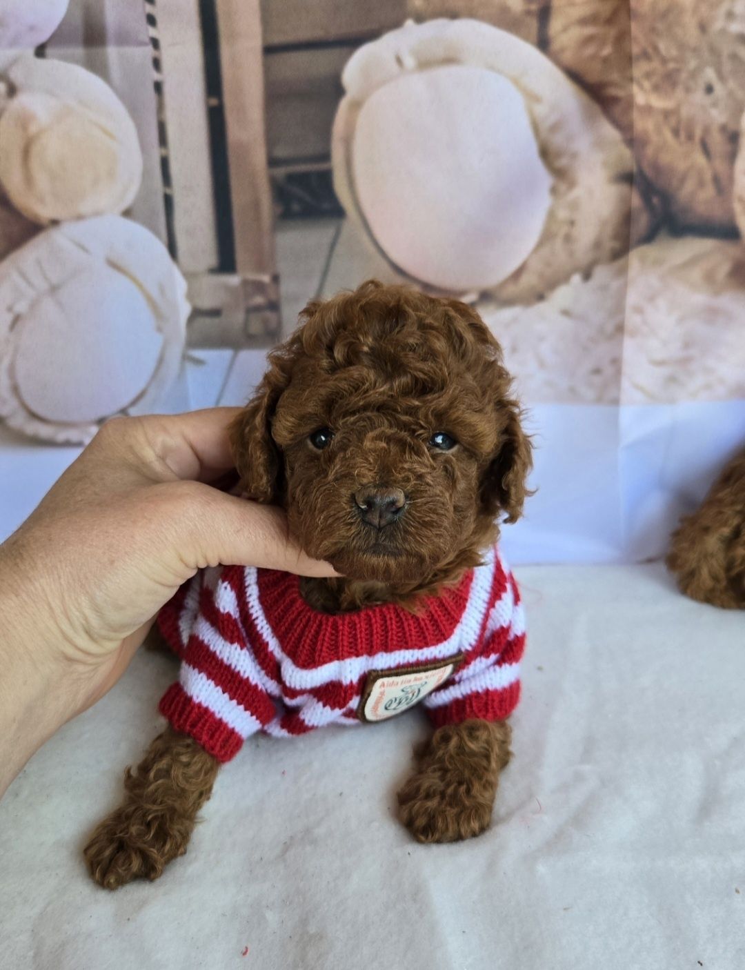 Пудел тийкъп c Родословие Poodle той Момиче