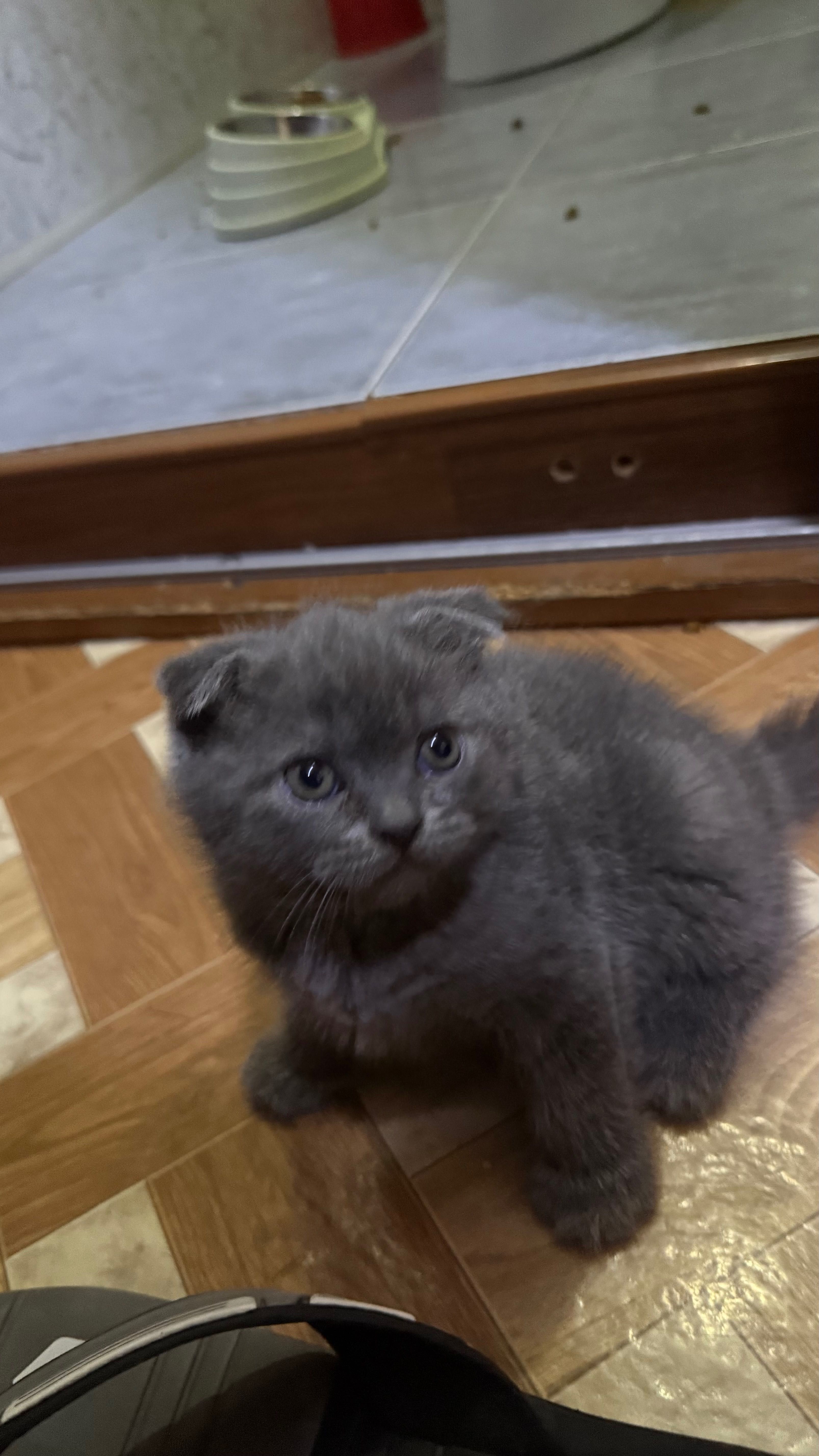 Котята Скотиш-Фолд и Скотиш-Страйт
