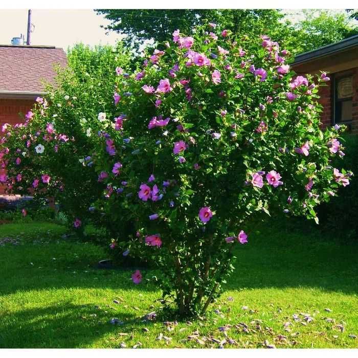 Puieti hibiscus culoare alb si mov