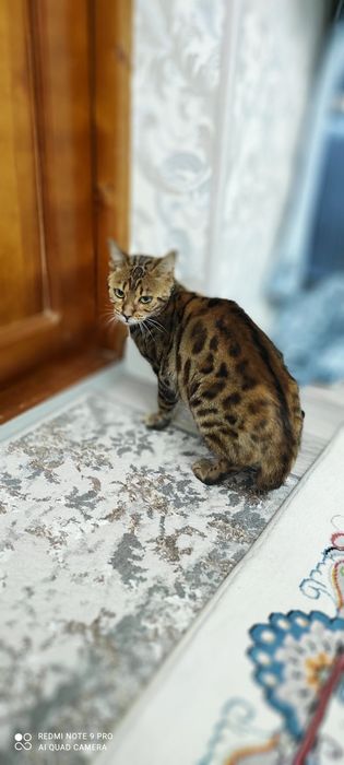 Bengal zotli mushuklar zotlari toza
