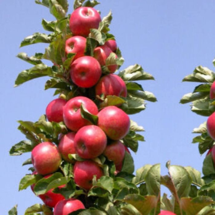 Pomi fructiferi diferite soiuri  plante ornamente  și  vită de vie