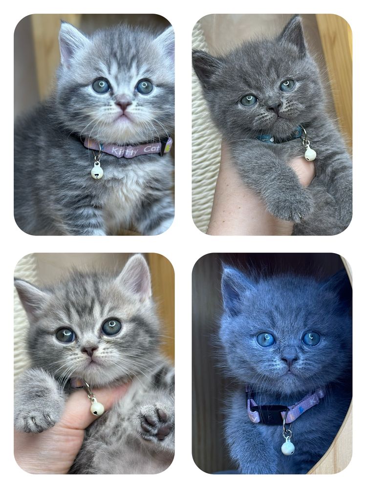Шотландские котята — голубые и мраморные в поиске любящего дома !
