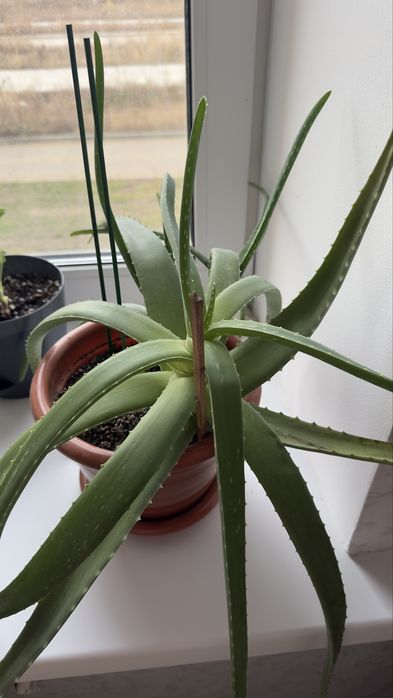 Алоэ вера лечебный 6 лет