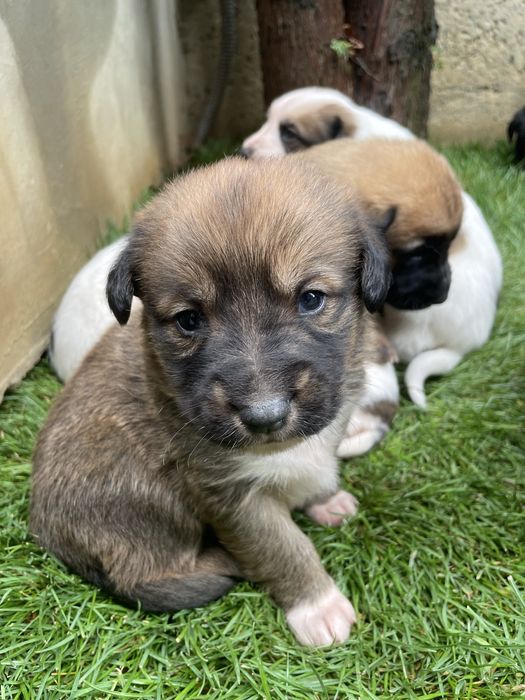 Spre Adoptie, 6 pui frumosi